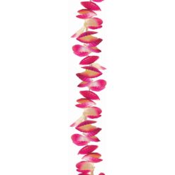 Lei Clam Shell Astd