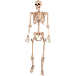 Skeleton Life Size Posable 5ft