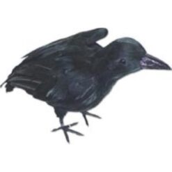 Crow Standing Wings Up w/Real Feathers 12"