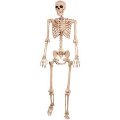 Skeleton Life Size Posable 5ft