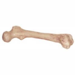 Skeleton Bone 9"