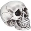 Skull Realistic 1 Skull Realistic