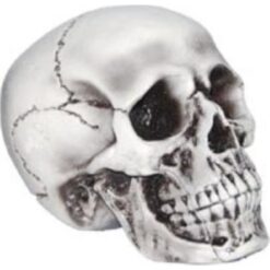 Skull Realistic