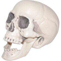 Skull w/Hinged Jaw