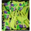 Mardi Gras Plastic Picks